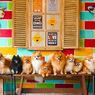 Rumah Guguk Bandung, Surganya Penggemar Anjing 
