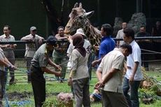 Hari-hari Terakhir "Met" di KBS 