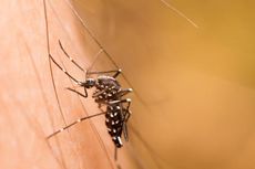 Apa yang Terjadi dengan Tubuh setelah Digigit Nyamuk Demam Berdarah?