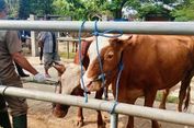 Harga Sapi Kurban di Trenggalek Naik Jelang Idul Adha 2026, Dipicu Dampak PMK