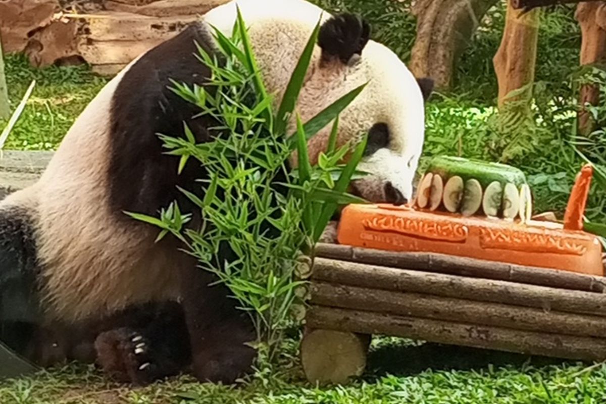 Cai Tao, panda jantan yang hidup di Taman Safari Indonesia (TSI), Cisarua, Bogor, merayakan ulang tahun ke-13. Cai Tao pun mendapat kado kue hias yang dilapisi es balok terbuat dari bahan wortel dan daun bambu.