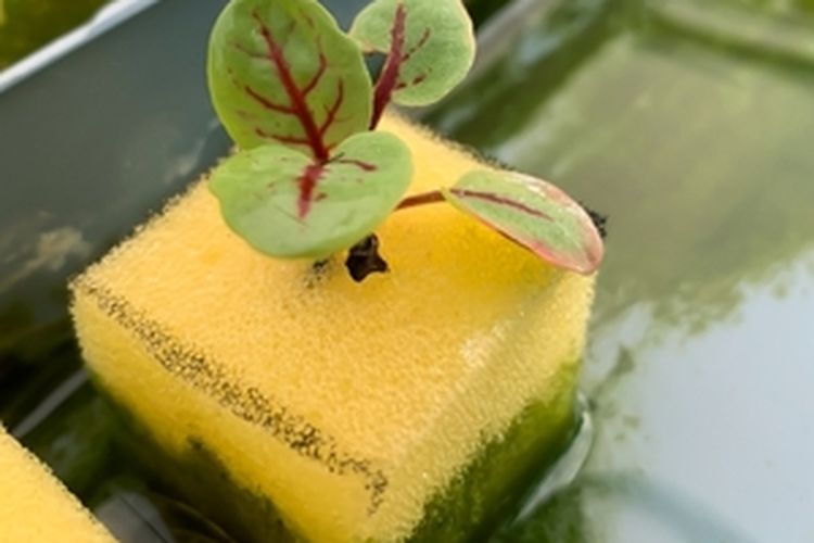 Ilustrasi media tanam spons