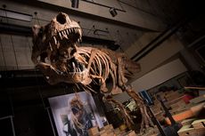 Berbobot 8.800 Kg, Scotty jadi T-rex Terbesar yang Pernah Ditemukan