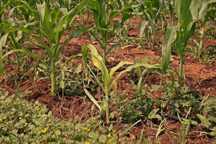 Ilustrasi gulma yang tumbuh di area budidaya jagung