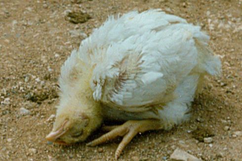 Newcastle Disease, Penyebab, Jenis, dan Gejalanya