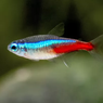 Mengenal Ikan Neon Tetra, dari Habitat hingga Ciri Fisiknya