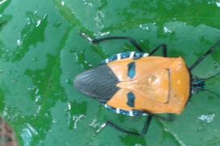 Kumbang Samurai atau Kumbang Topeng di kawasan hutan Gunung Tidar Kota Magelang Jawa Tengah