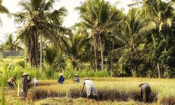 Dukung Ketahanan Pangan, HMSP Bantu Modernisasi Alat Panen Padi