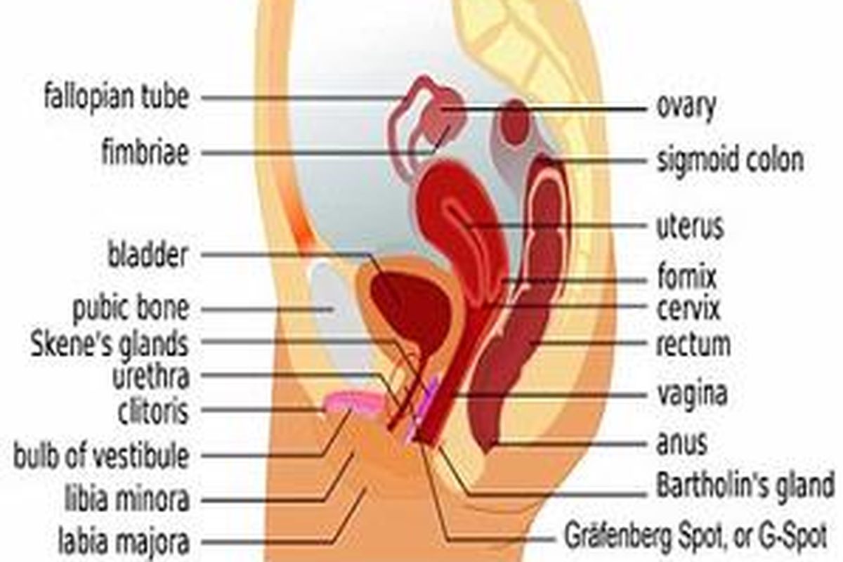 Ilustrasi: lokasi G-spot yang dinyatakan di tahun 1980an  