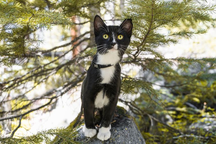 Mengajak kucing berjalan-jalan.