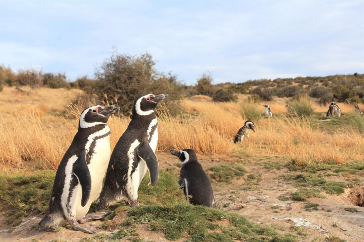 Ribuan penguin betina terdampar ratusan mil dari tempatnya berkembang biak setiap tahunnya. Para ahli terus mencari tahu penyebab dan cara mengatasinya.