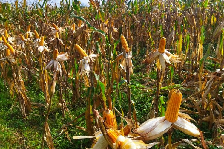 Harga jagung anjlok saat musim panen, petani Jember rugi 