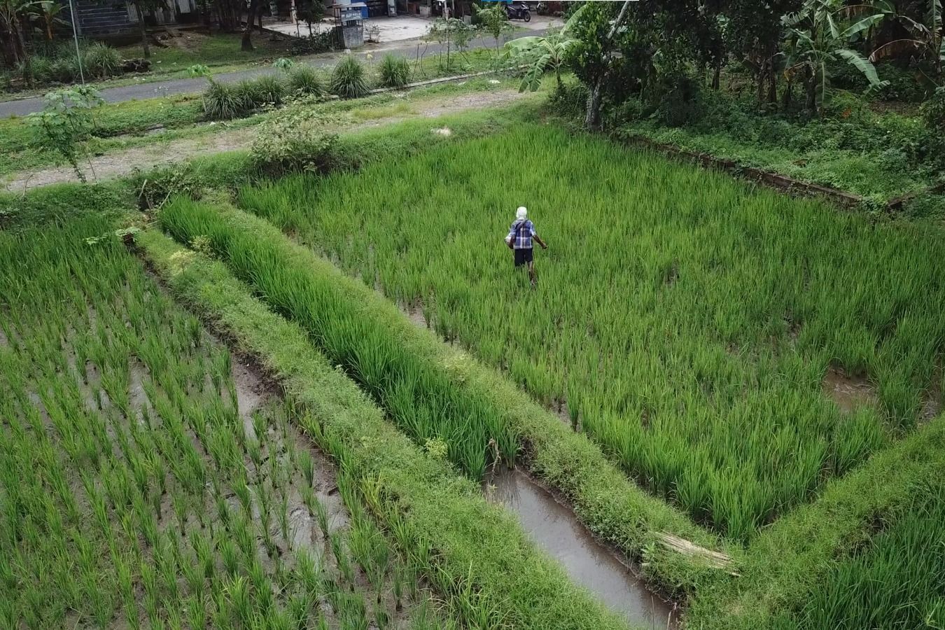 Musim Hujan, Petani Harus Waspadai Serangan Hama