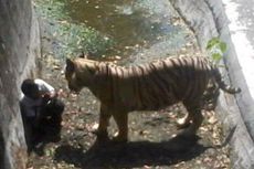 Ingin Lihat Harimau Pembunuh, Warga Padati Kebun Binatang Delhi 