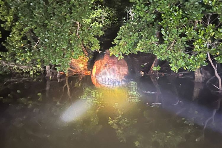 Bangkai Paus 4 Ton Ditemukan Terdampar di Hutan Mangrove Riau