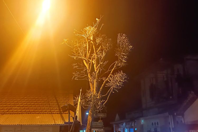 Pohon Tabebuya di Malang mengeluarkan air dari ujung rantingnya.