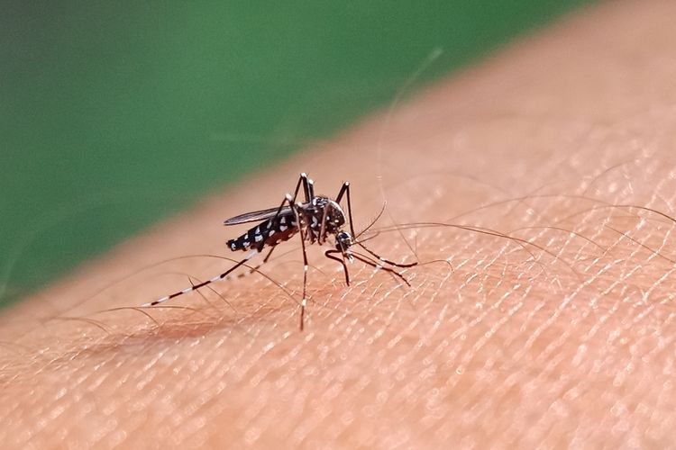 ilustrasi demam berdarah dengue.
