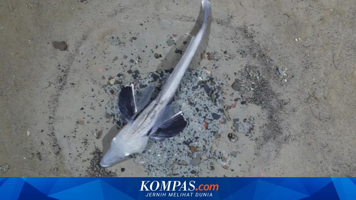 Rahasia Misterius Ikan Es Antartika, Satu-satunya Hewan Berdarah Bening