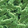 Bacillus thuringiensis, Bakteri Pembasmi Hama