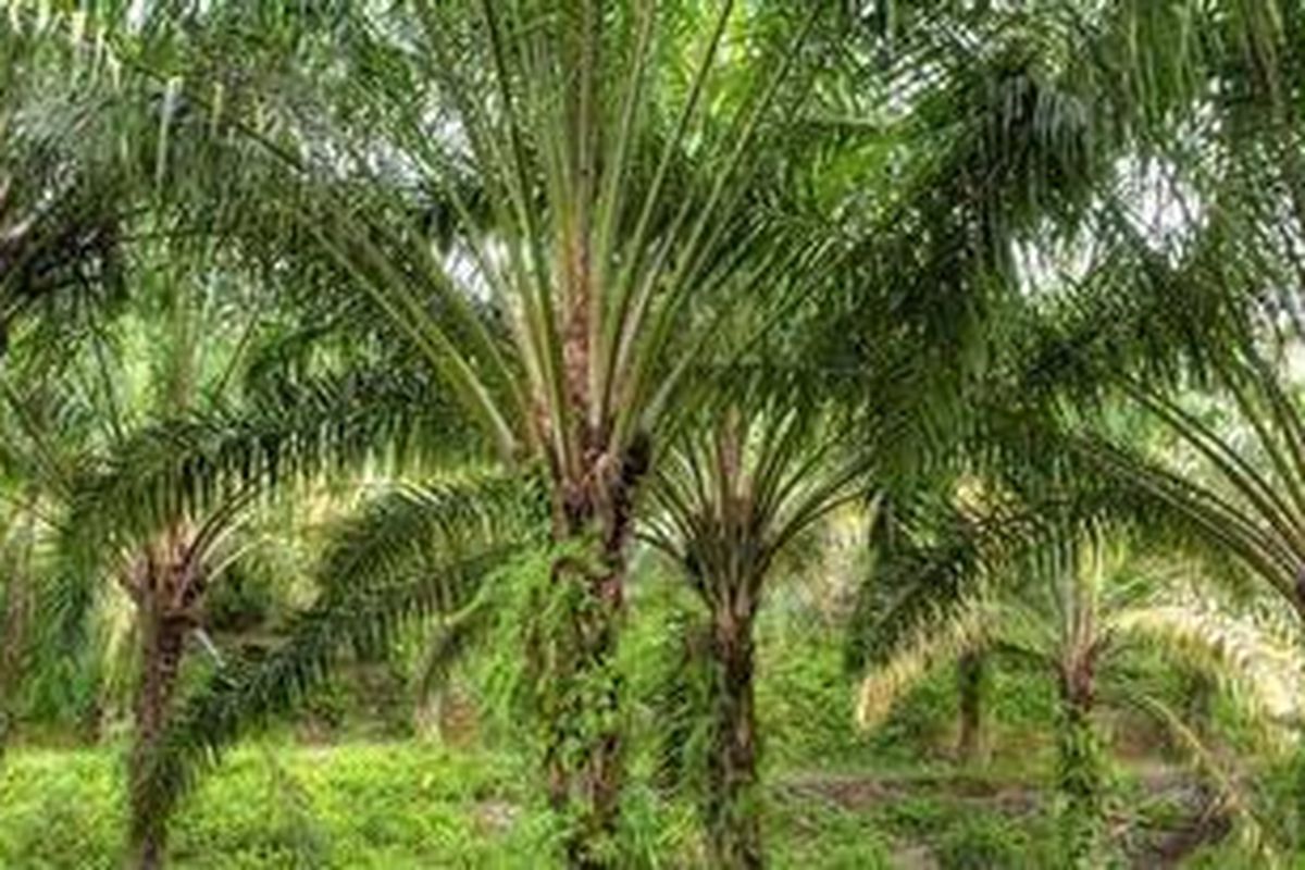 Pohon kelapa sawit.