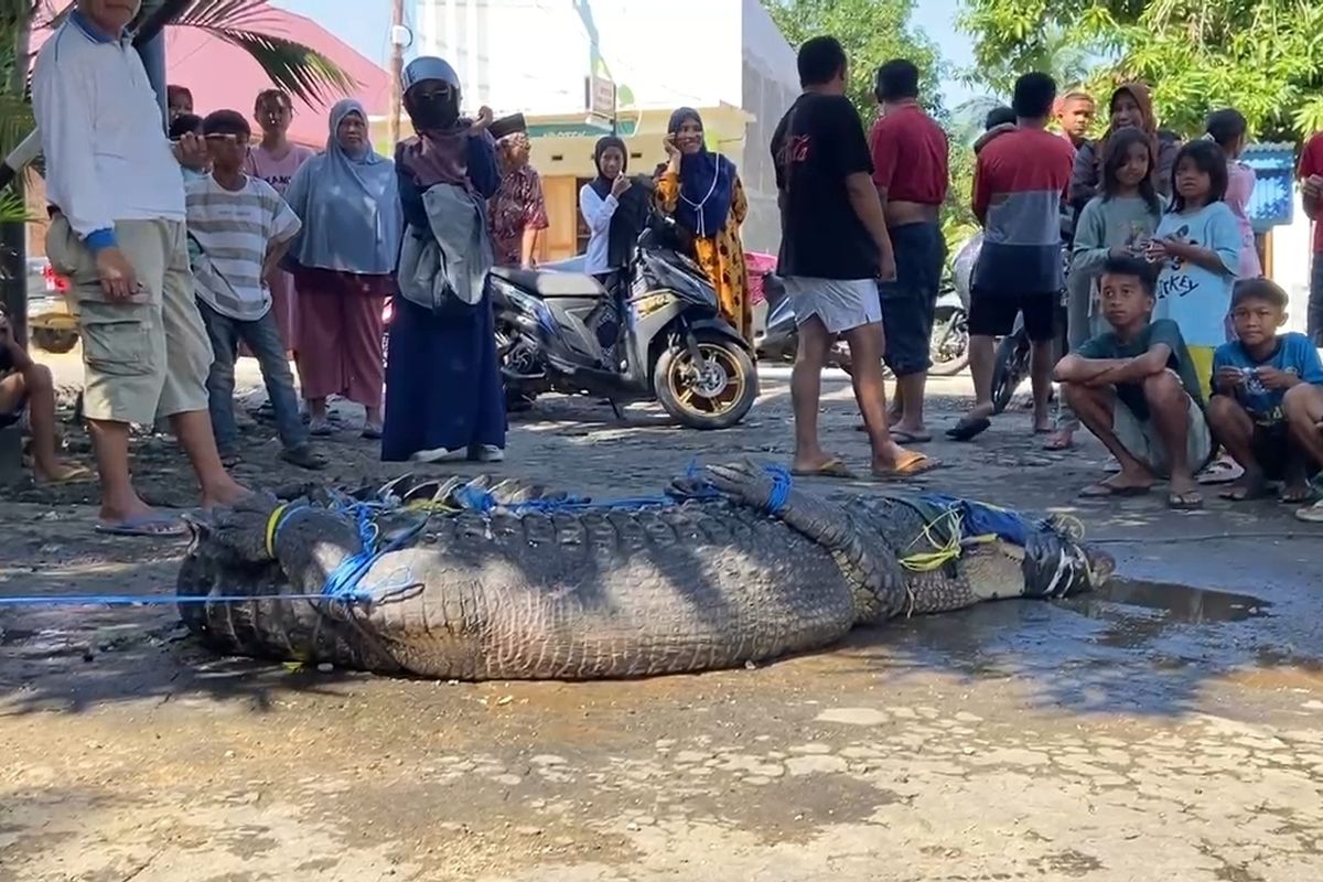 Buaya Muara Sepanjang 3,5 Meter Ditangkap Warga di Buton