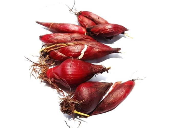 Ilustrasi bawang dayak