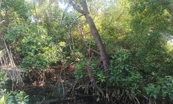 Polusi dan Kiriman Sampah Jadi Tantangan Rehabilitasi Mangrove di Jakarta