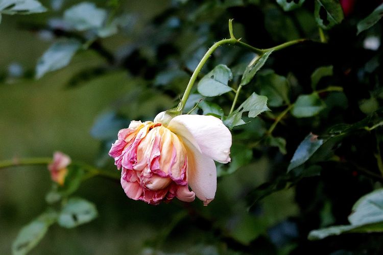 Ilustrasi bunga layu.