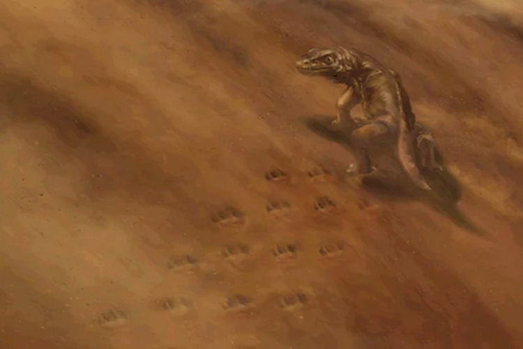 Ilustrasi hewan vertebrata bertelur berjalan di padang pasir 315 juta tahun lalu. Para ahli menemukan jejaknya.