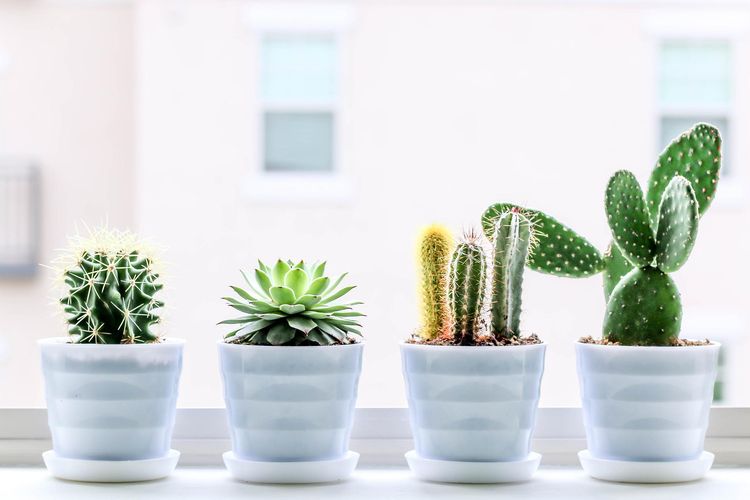 Salah satu tanaman indoor yang cocok untuk penderita asma adalah kaktus.