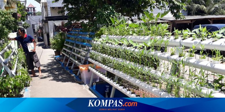 Cerita Saparno Warga Pengadegan Yang Kembangkan Jahe Merah Di