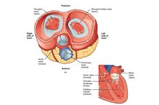 Katup Jantung: Pengertian, Jenis, dan Fungsinya