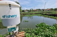 Startup eFishery PHK Karyawan