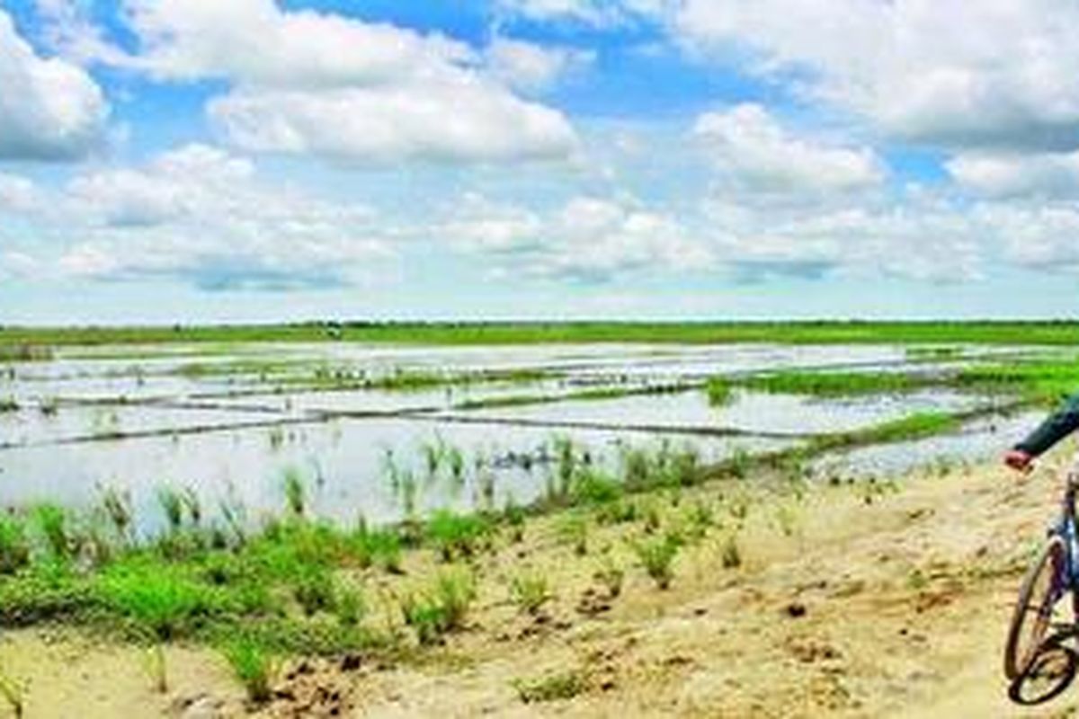 Ilustrasi: Warga SP II Tanah Miring Merauke di Papua, Sabtu (13/2/2010), pulang usai mengurus sawahnya. Petani setempat optimistis, Bumi Animha itu dapat menjadi lumbung pangan jika memiliki sistem irigasi yang bagus.