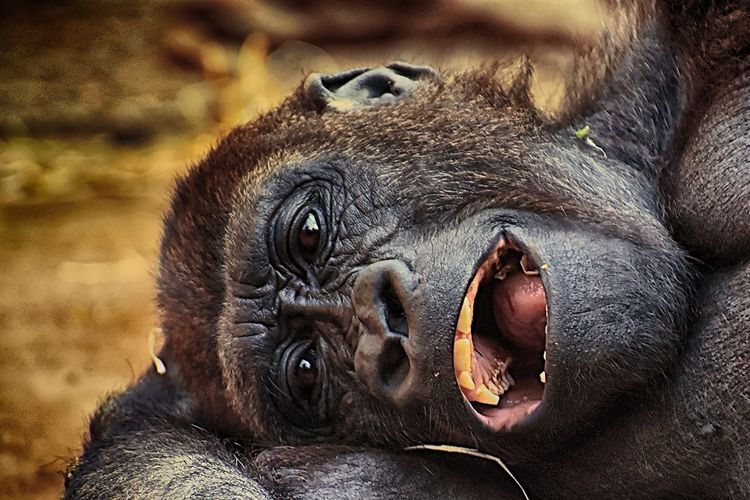 Ilustrasi gorila tertawa