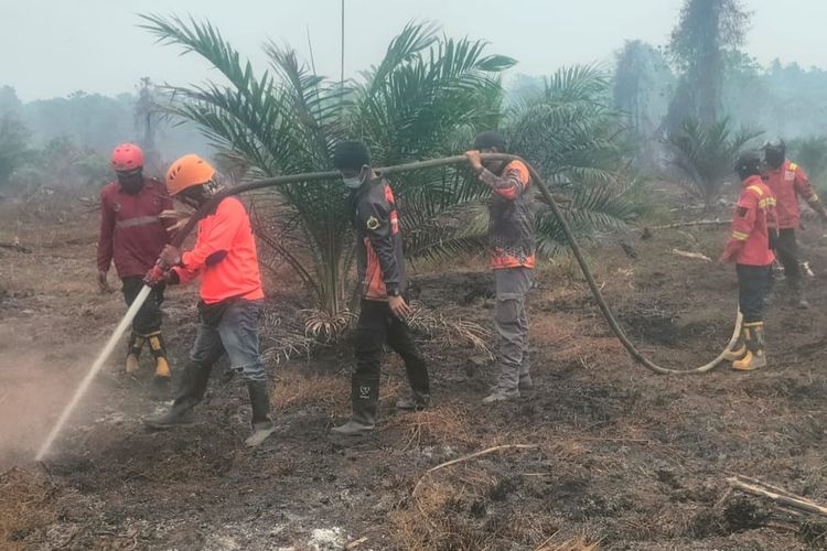 7 Hari Kebakaran Gambut Mamuju: 55 Hektar Sawit Terancam, Manggala Agni Palu Didatangkan