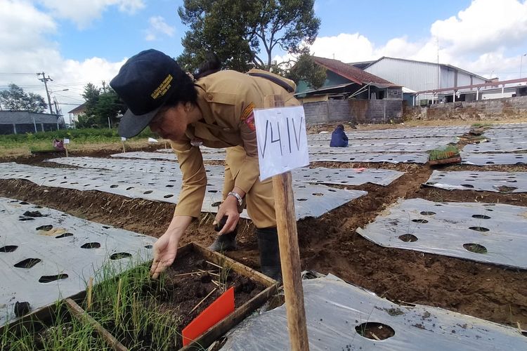 Benih Bawang Daun Asli Wonosobo Selangkah Lagi Mendunia, Meland-1 Siap Jadi Varietas Unggul Nasional