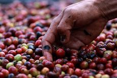 Harga Kopi Indonesia Paling Mahal di Dunia, Benarkah? 