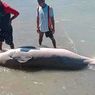 Sempat Ditolong, Dugong yang Mati Terdampar Disembelih dan Dimakan Warga