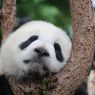 Kabar Baik di Tengah Wabah Corona: 2 Panda Hong Kong Berhasil Dikawinkan