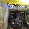 Polisi Gagalkan Penyelundupan 643 Ekor Burung Kicau Liar Sumatera ke Jawa