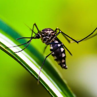 Cara mengusir nyamuk tak hanya menggunakan semprotan atau losion, tetapi juga bisa dengan memelihara tanaman pengusir nyamuk.
