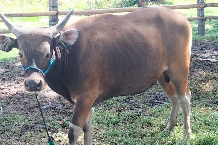 Sapi kurban milik sohibul kurban masjid Nurpati Nunukan Kaltara yang lepas dan masuk hutan