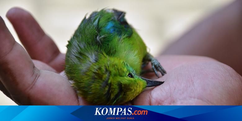 Ulah 6 Penyadap Karet Berburu Murai Di Kawasan Tngl Berakhir Di Bui