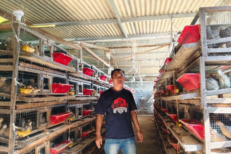 Dari 1.000 Menjadi 11.000 Ekor, Perjuangan Suprianto Membangun Kembali Peternakan Puyuh