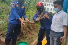 Petugas Pemadam Kebakaran Tangkap Ular Sanca 3 Meter di Pekarangan Apartemen di Kalibata