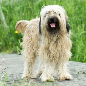 Ilustrasi ras anjing Catalan Sheepdog. 