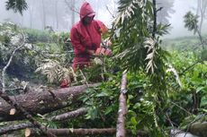 Hujan Deras dan Angin Kencang di Puncak Bogor, 10 Pemetik Teh Tertimpa Pohon