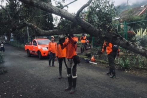 Angin Kencang di Kota Batu, 12 Pohon Tumbang dan Rusak Lapak Pasar Pagi 