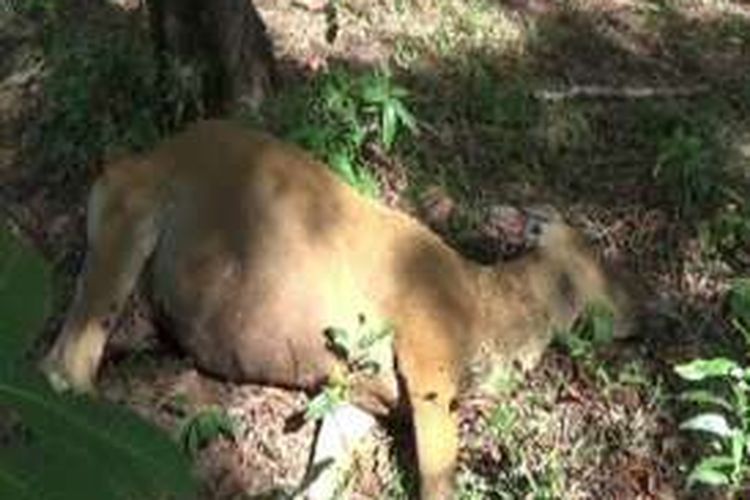 Puluhan ekor sapi milik peternak tradisional di Pinrang Sulawesi Selatan mati mendadak karena terserang penyakit antraks. Agar tak menjangkiti ternak lain dan manusia di sekitarnya, sapi-sapi ini dibakar dan dimasukan ke dalam lubang.